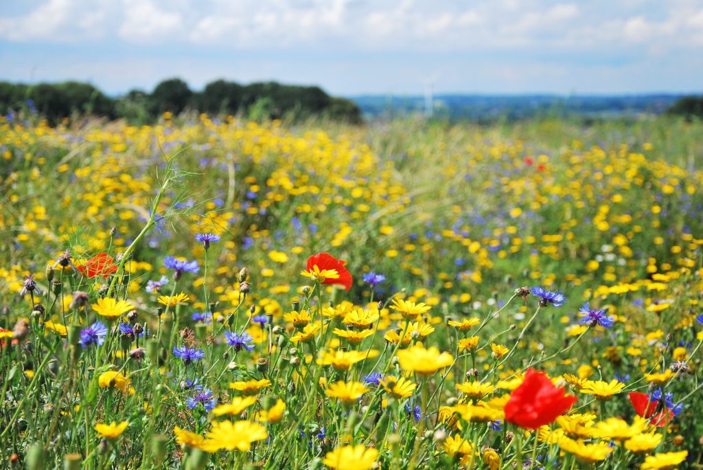 Biodiversiteit op het platteland stimuleren