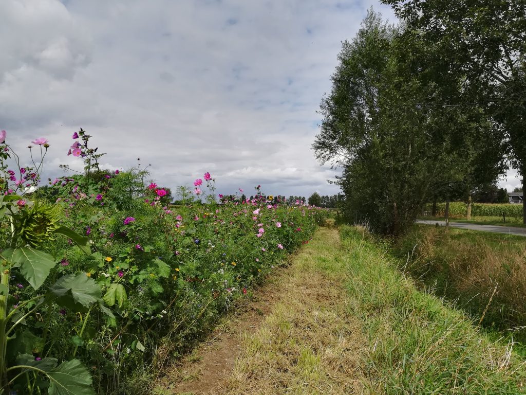 ABG Schelde-Leie zaait maar liefst 3,5 km bloemenranden in