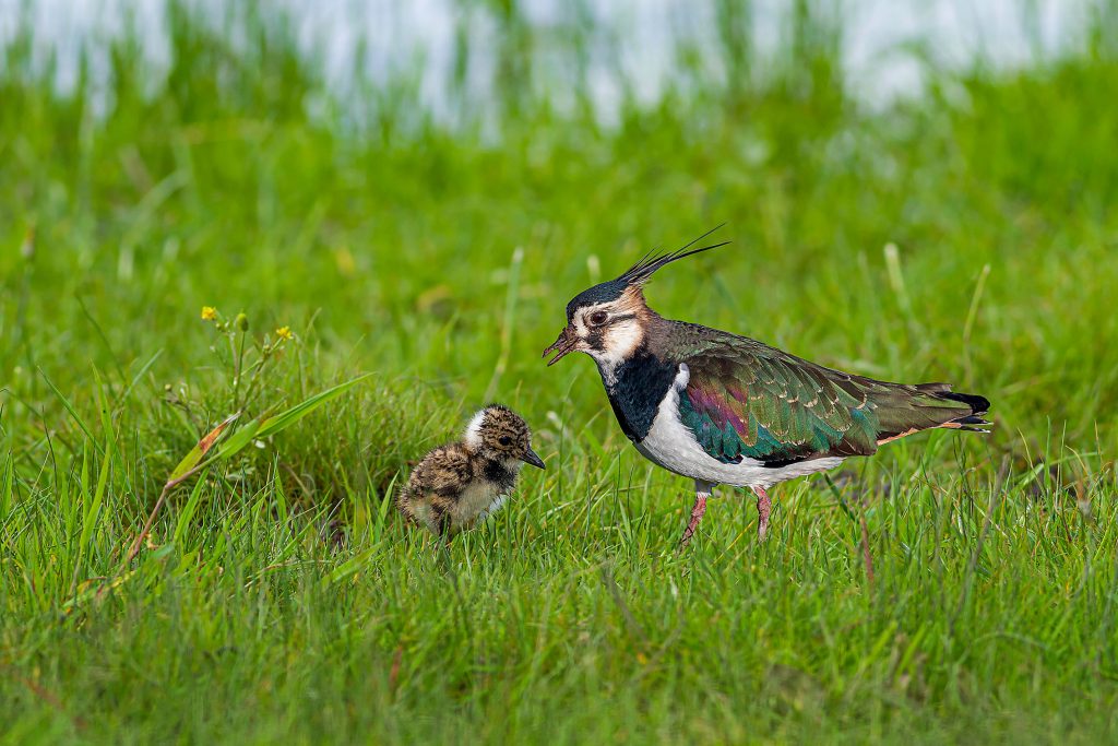 Factsheet - Wildvriendelijk maaien