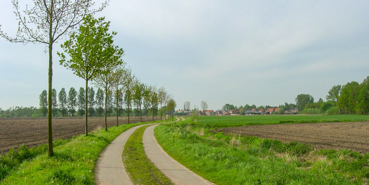 Bomen langs de openbare weg - Boerennatuur