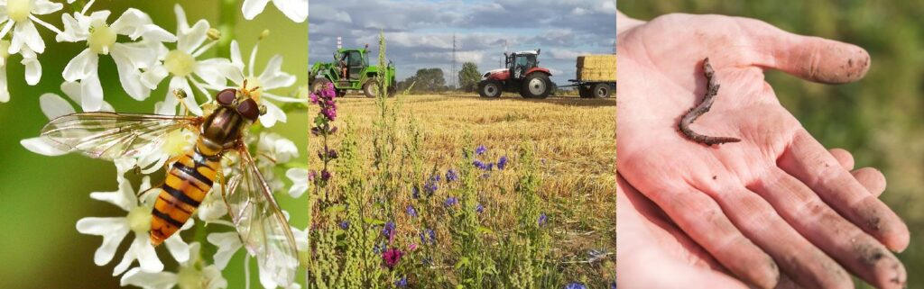 Functionele agrobiodiversiteit verdient haar plaats in het Vlaamse landbouwbeleid
