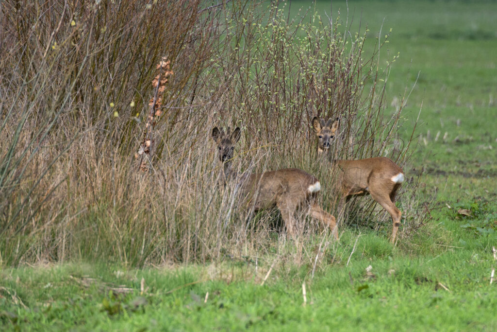 Samenaankoop houtkanten RL Lage Kempen en Boerennatuur Vlaanderen