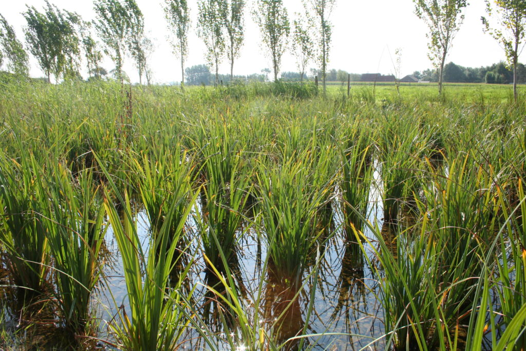 Rietvelden of wetlands als aanpak voor nitraatrijk kwelwater?