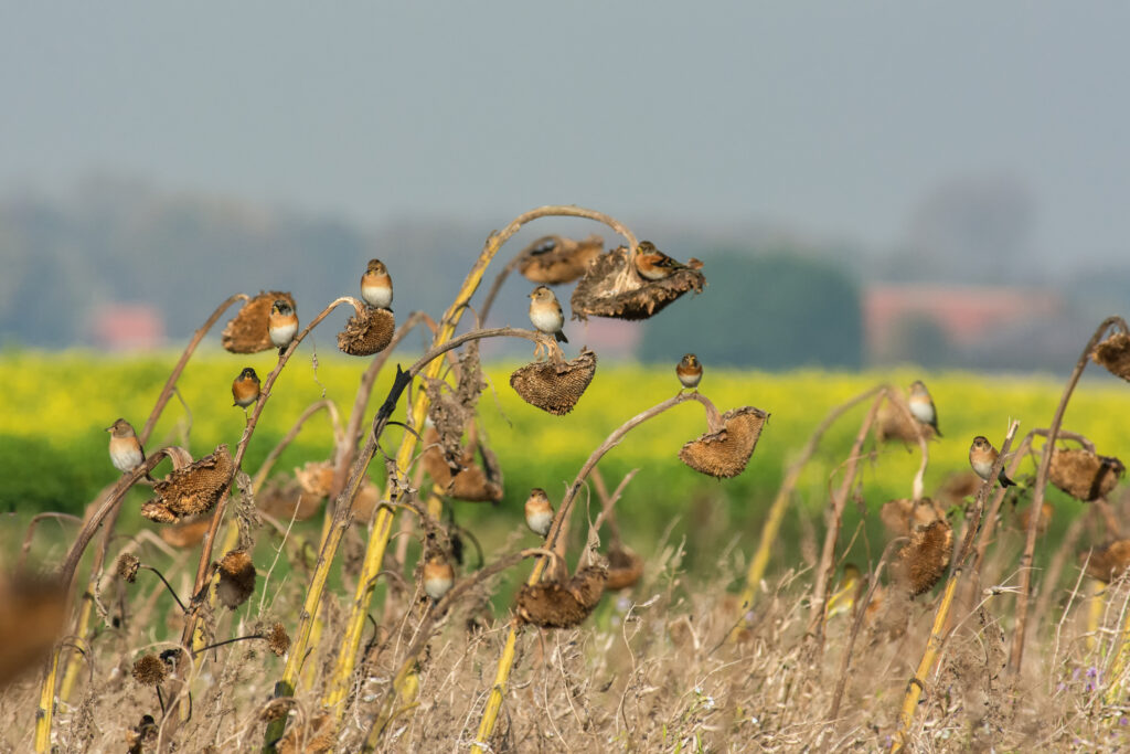 Boeren voor vogels: vogelvriendelijke maatregelen op het terrein