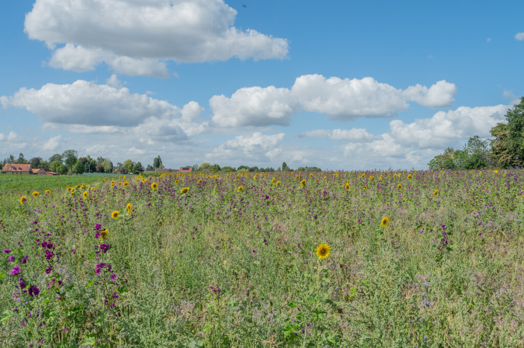 Kortrijkse boeren versterken de biodiversiteit