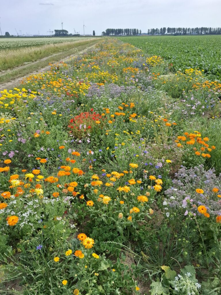 Suikerbieten, uien en granen telen zonder fyto