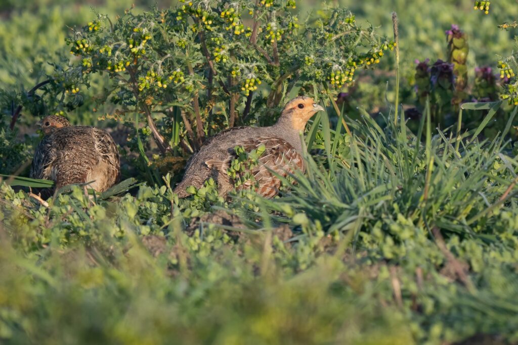 ‘Broedbroeders’ in de bres voor akkervogels